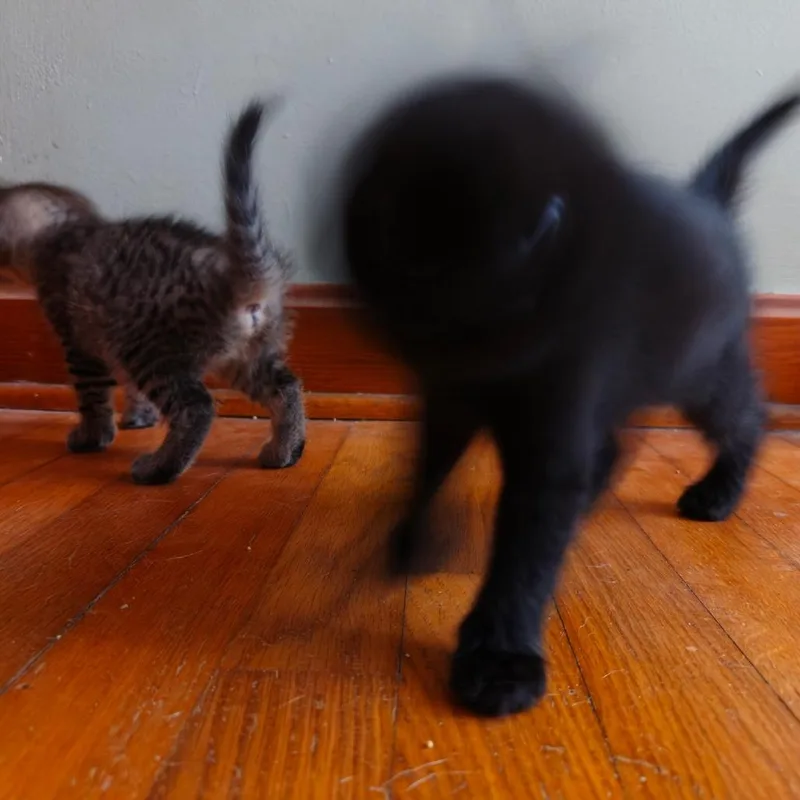 A baby small-sized female Black Domestic Short Hair cat named Ivy for adoption in Canton, NC