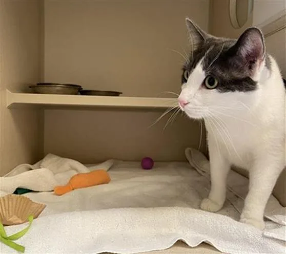 A young small-sized male Domestic Short Hair cat named Apollo for adoption in Denver, CO