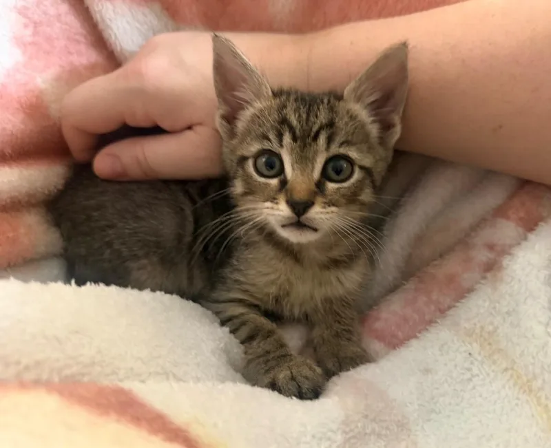 A baby small-sized male Domestic Short Hair cat named Tiny for adoption in Galloway, NJ