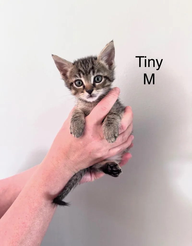 Tiny thumbnail 2