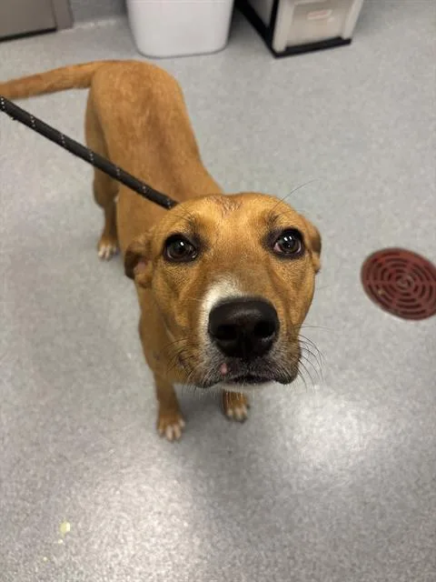 A young medium-sized female Labrador Retriever dog named Chicken for adoption in Indianapolis, IN