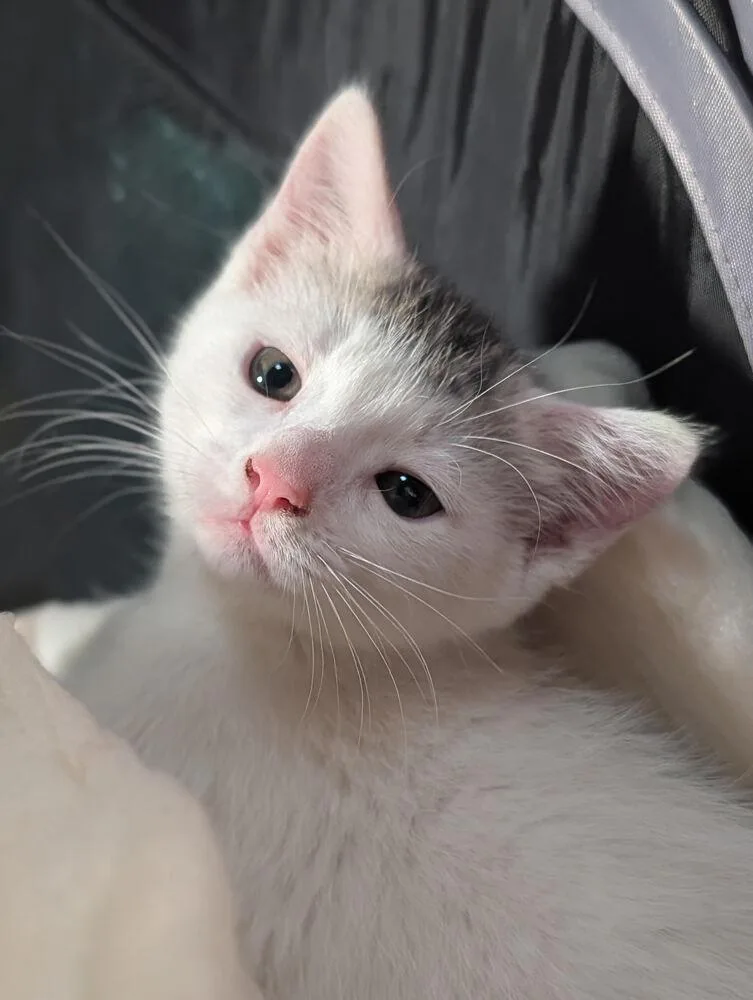 A baby small-sized female Gray & White Domestic Short Hair cat named Smudge for adoption in Lancaster, CA