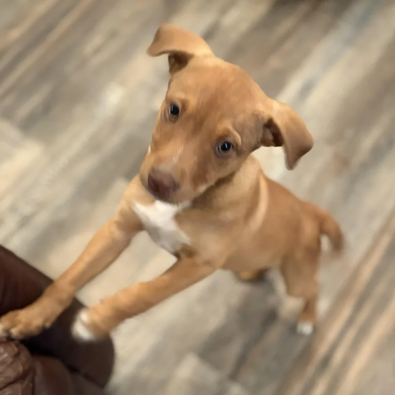 A baby medium-sized male Golden Mixed Breed dog named Driver for adoption in Brewton, AL