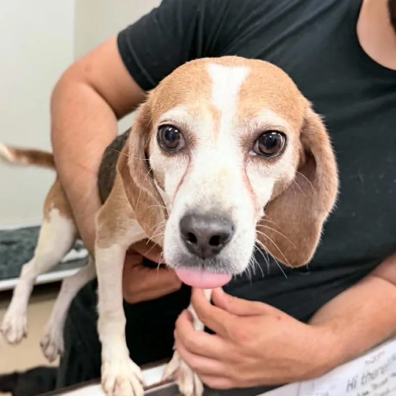 An adult small-sized female Brown / Chocolate Beagle dog named Yoko Ono  Chino for adoption in Chino Hills, CA