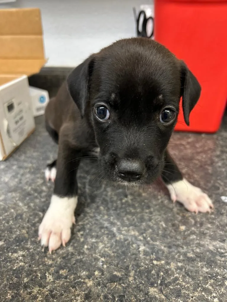 A baby large-sized female Mixed Breed dog named Rose for adoption in Lockhart, TX