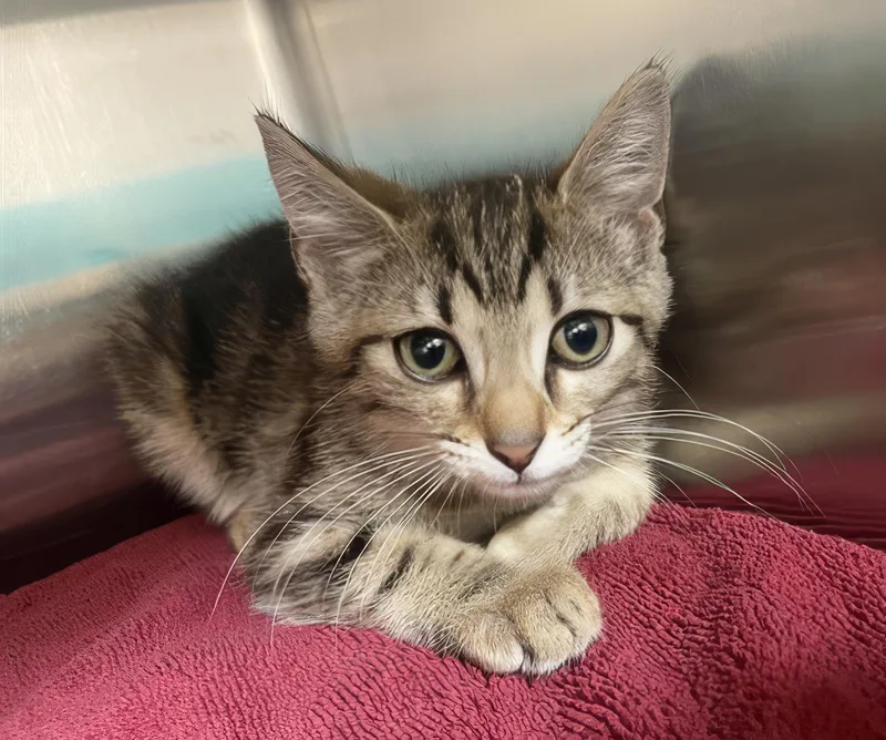A baby medium-sized female Tabby (Gray / Blue / Silver) Domestic Short Hair cat named Spork for adoption in Nashville, TN