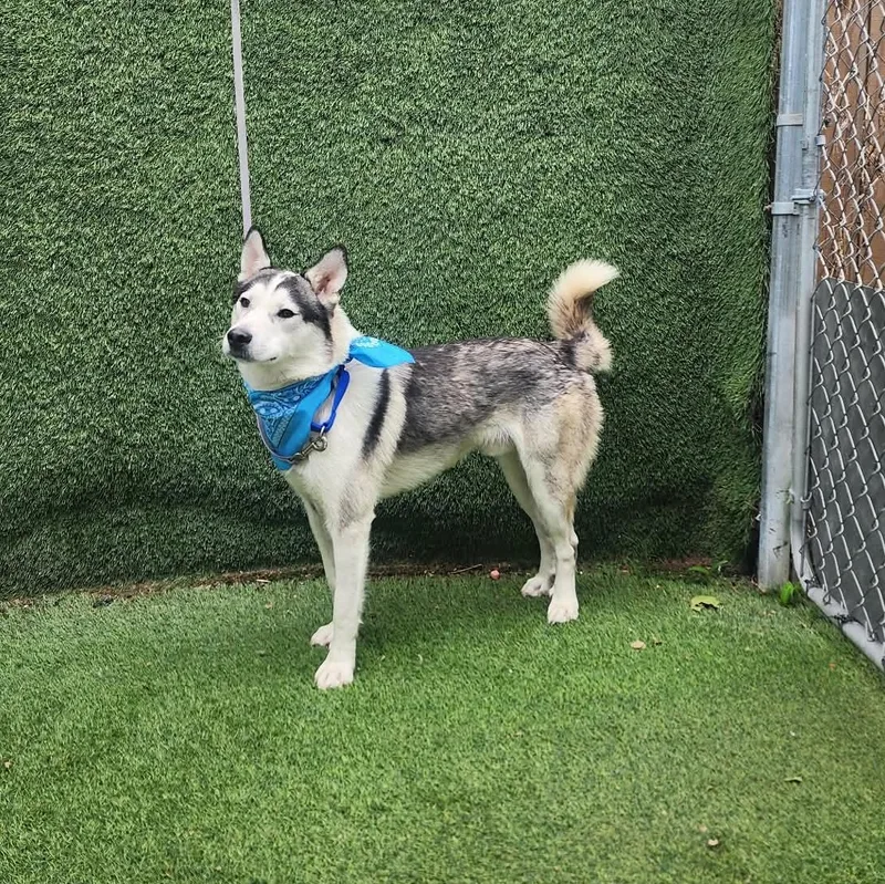A young medium-sized male Black Husky dog named Cosma for adoption in Oak Point, TX
