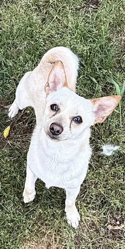 A young small-sized male Chihuahua dog named Taco for adoption in Wilkesboro, NC