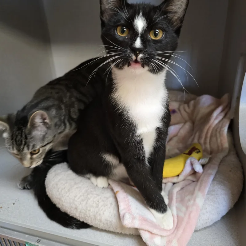 A young medium-sized male Black & White / Tuxedo Domestic Short Hair cat named Sailor for adoption in Des Moines, IA