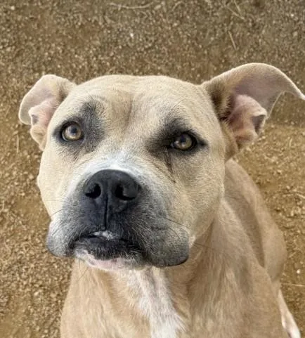 A young medium-sized female Pit Bull Terrier dog named Eeny for adoption in Killeen, TX