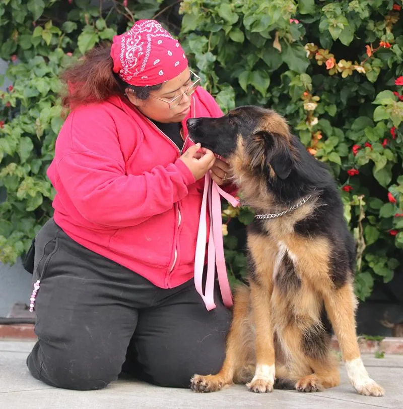 A young large-sized male Black German Shepherd Dog dog named Juno Von Geldern for adoption in Los Angeles, CA