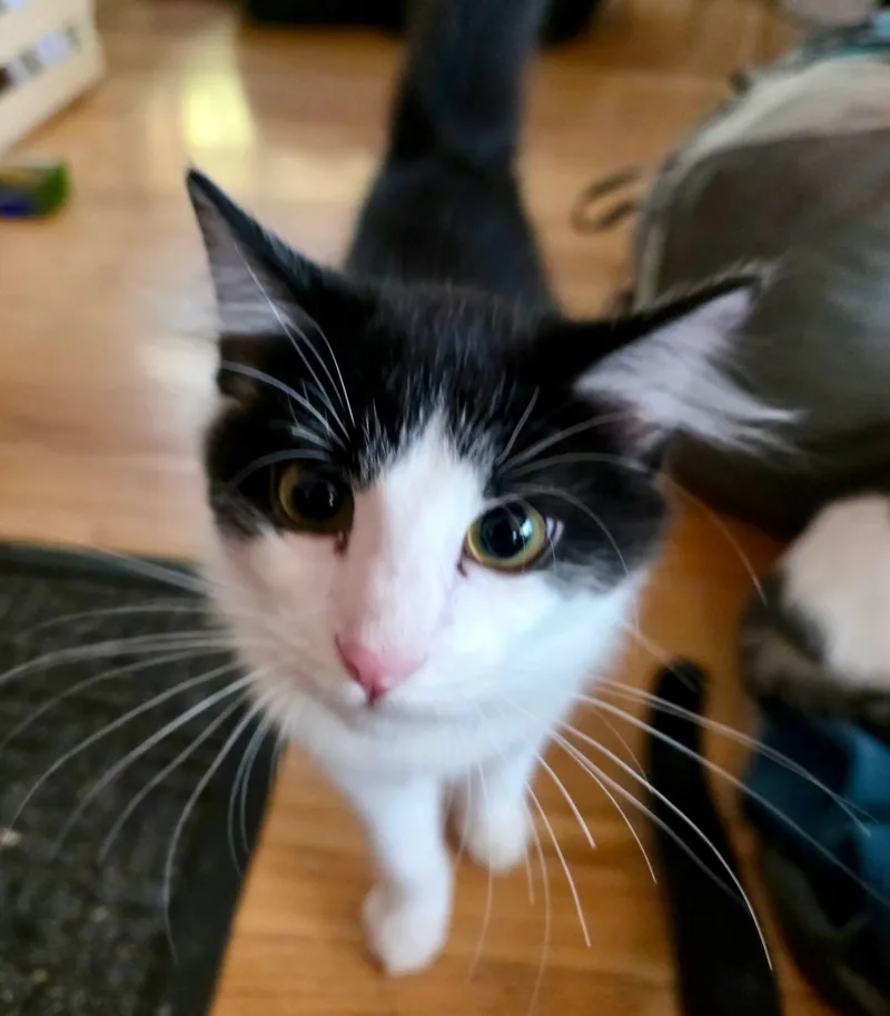 A baby medium-sized male Domestic Short Hair cat named Jack Daniels for adoption in The Dalles, OR