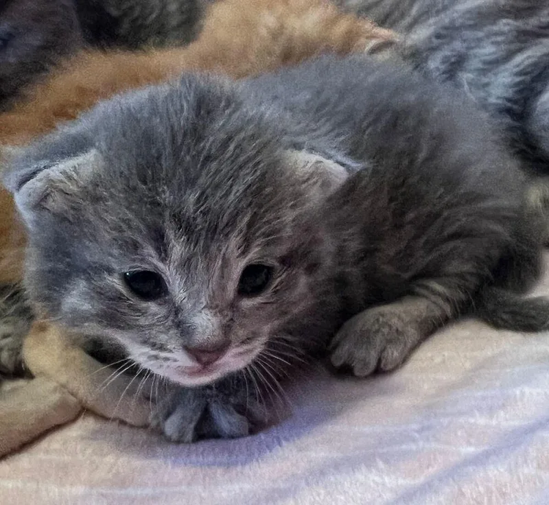 A baby small-sized male Gray / Blue / Silver Domestic Short Hair cat named Dewdrop for adoption in McPherson, KS