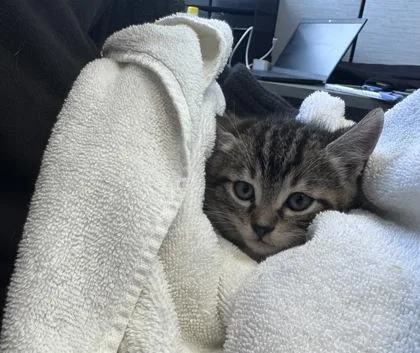 A baby small-sized male Domestic Short Hair cat named Beluga for adoption in West Chester, PA