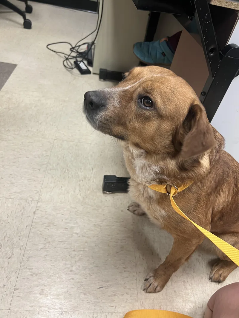 An adult medium-sized female Golden Labrador Retriever dog named Pancake for adoption in Fort Collins, CO