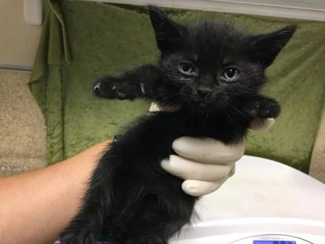 A baby small-sized male Domestic Short Hair cat named Coriander for adoption in Riverside, CA