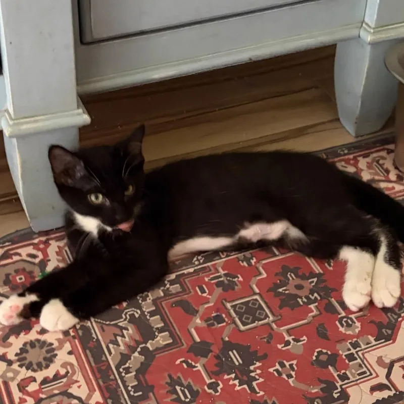 A baby small-sized male Black Domestic Short Hair cat named Dug for adoption in Lauderhill, FL