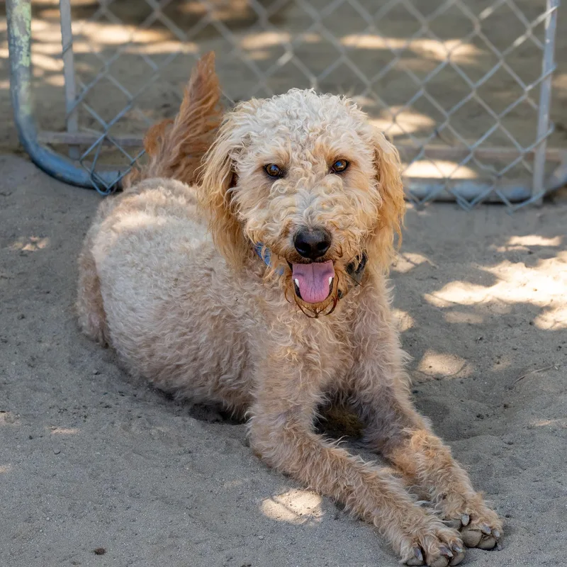 An adult small-sized female Yellow / Tan / Blond / Fawn Standard Poodle dog named Miss Blonde for adoption in Fresno, CA