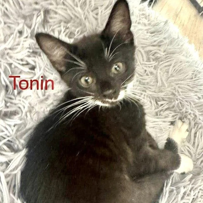 A baby medium-sized male Black & White / Tuxedo Domestic Short Hair cat named Tonin for adoption in Hilton Head Island, SC