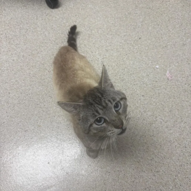 An adult medium-sized male Gray / Blue / Silver Domestic Short Hair cat named Maxwell for adoption in St. Helena, CA