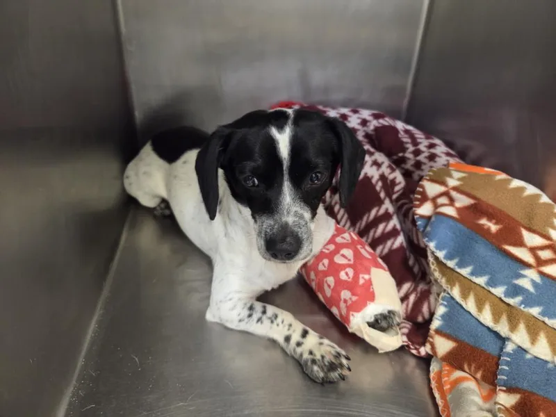 An adult small-sized male Dachshund dog named Benito for adoption in Tulsa, OK