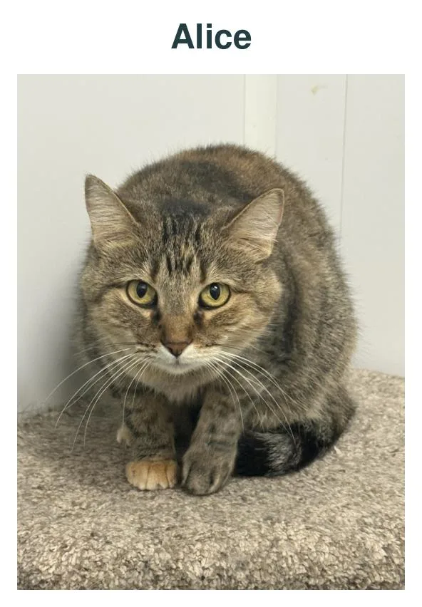An adult medium-sized female Tabby (Brown / Chocolate) Domestic Short Hair cat named Alice for adoption in Richland Center, WI