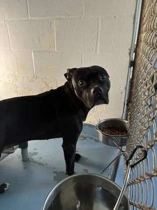 An adult medium-sized male Pit Bull Terrier dog named Diesel for adoption in Gainesville, FL