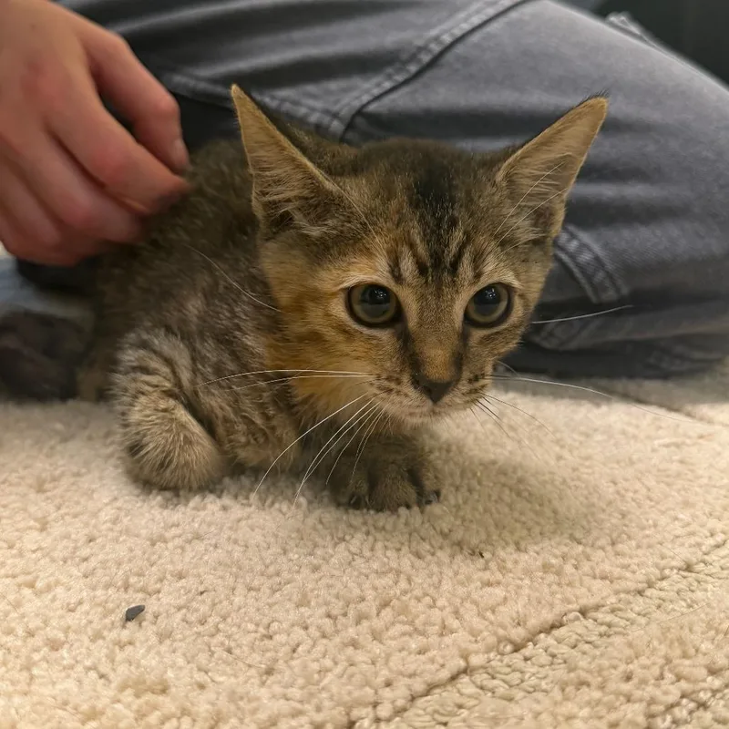 A baby small-sized female Torbie Domestic Short Hair cat named Smudge for adoption in Naples, FL