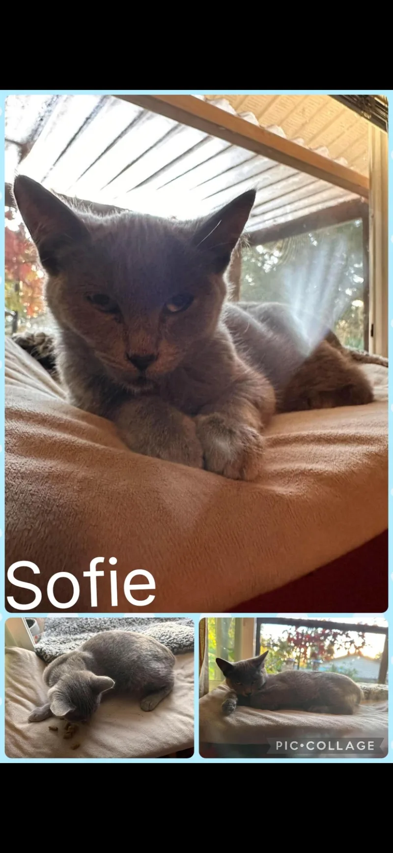 A baby small-sized female Domestic Short Hair cat named Sofie for adoption in Newberg, OR