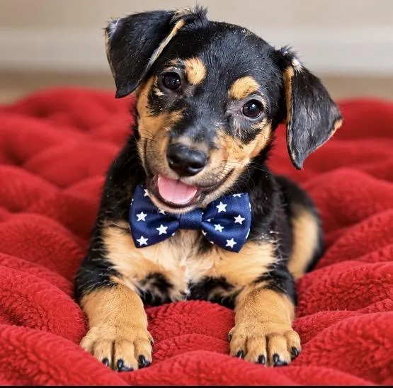 Freddie just a puppy thumbnail 2