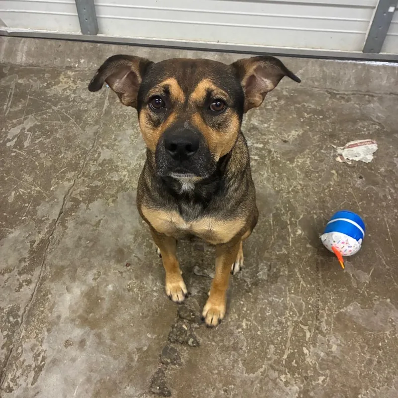 An adult small-sized male Mixed Breed dog named McMuffin for adoption in Corbin, KY