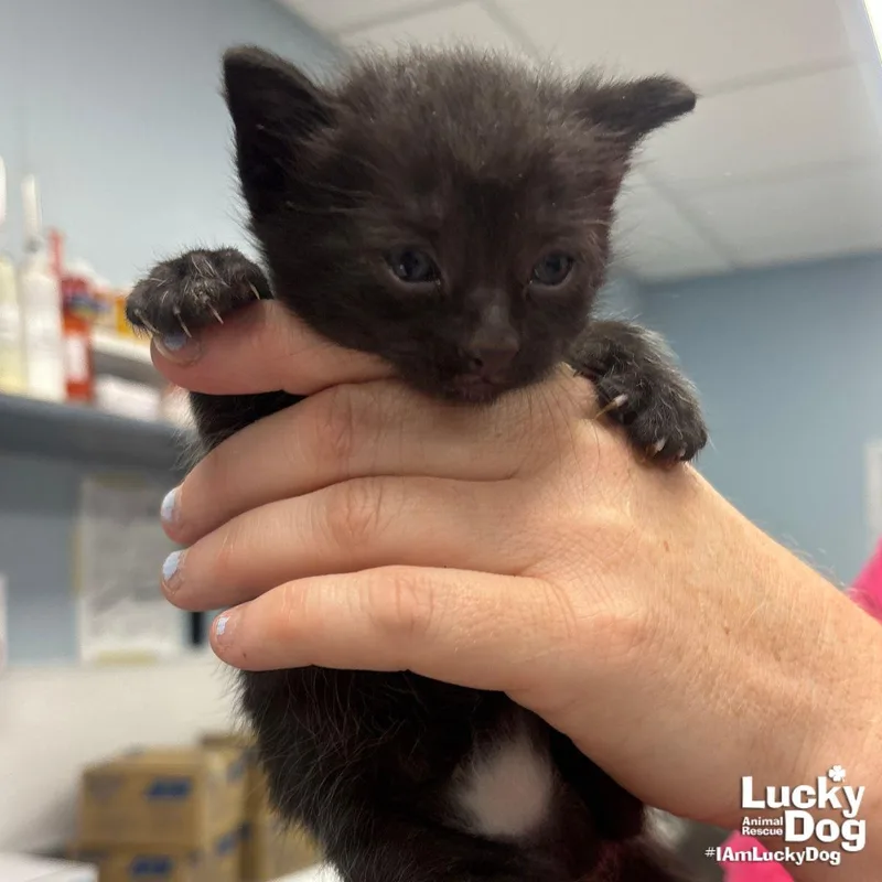 A baby medium-sized male Black Domestic Short Hair cat named Orca for adoption in Washington, DC