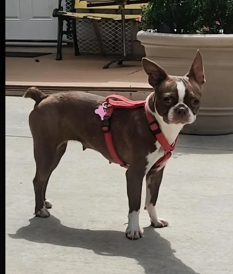 A young small-sized female White / Cream Boston Terrier dog named Bertie in CO for adoption in Elkhorn, NE