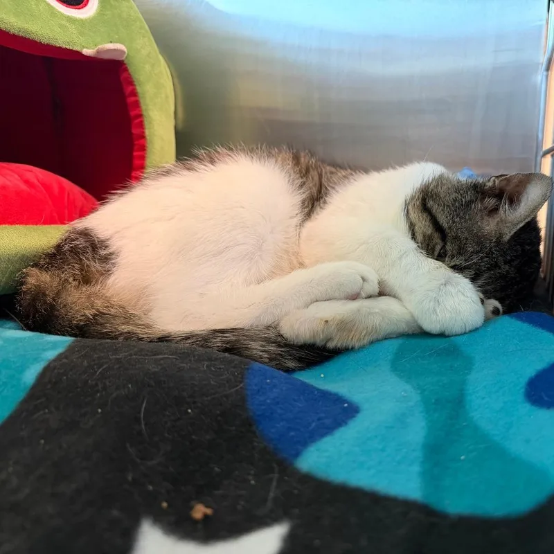 An adult large-sized male Brown / Chocolate Domestic Short Hair cat named Screwball for adoption in Fairport, NY