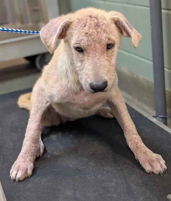 A baby small-sized female Mixed Breed dog named Orca for adoption in Jacksonville, FL