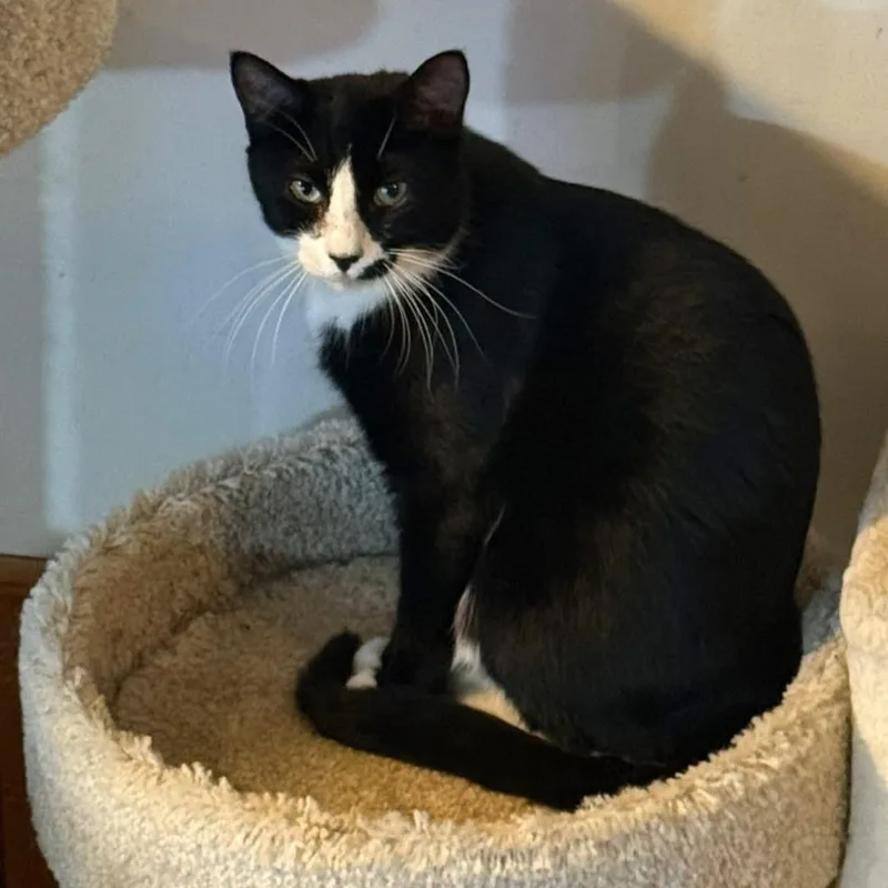 A baby medium-sized male Tuxedo cat named Aaron for adoption in Newark, NJ