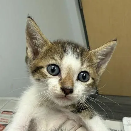 A baby small-sized male Brown / Chocolate Domestic Short Hair cat named Pipkin for adoption in Jacksonville, FL