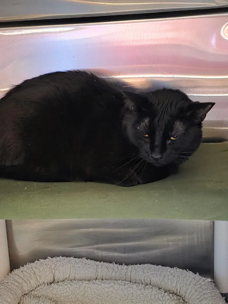 An adult medium-sized male Domestic Short Hair cat named "thrope" for adoption in Leavenworth, KS
