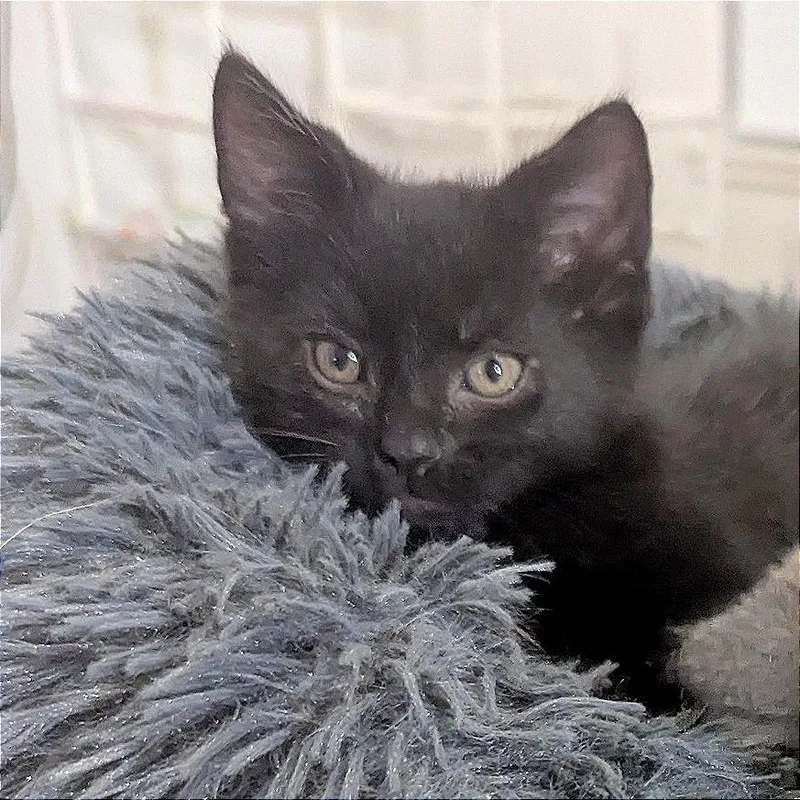 A baby small-sized male Black Domestic Short Hair cat named Midnight for adoption in Meridian, ID