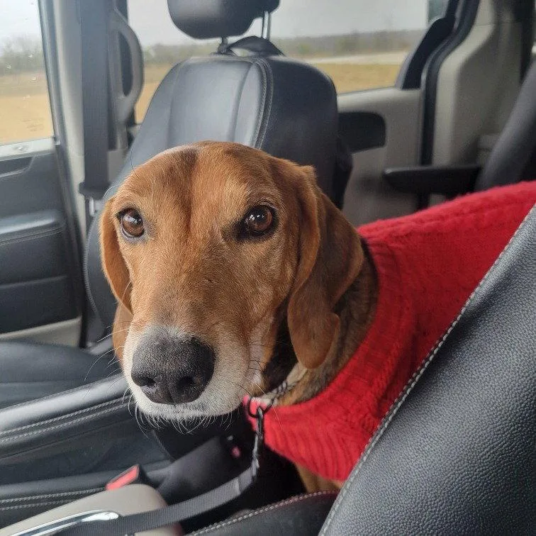 A senior medium-sized female Foxhound dog named Ladybird Iii for adoption in Dallas, TX