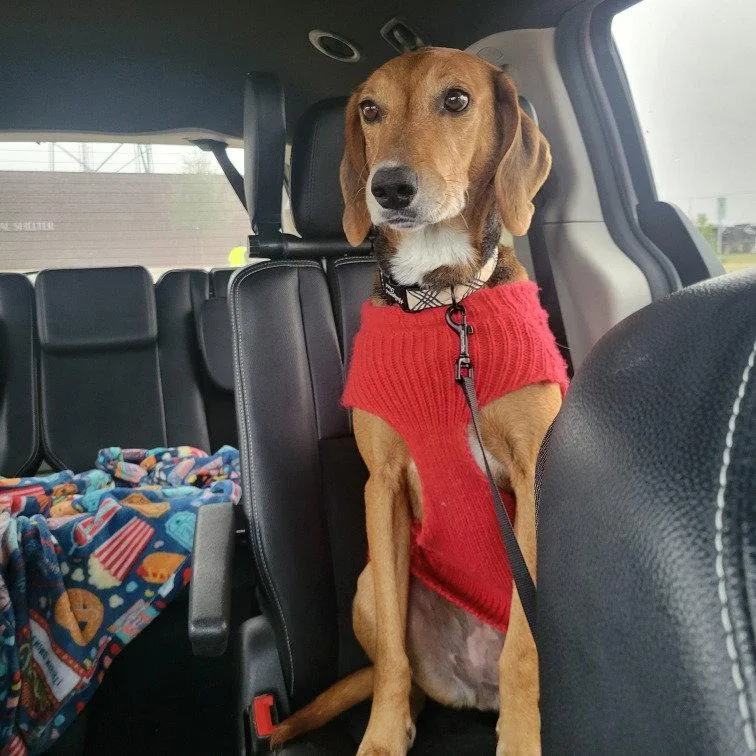 Ladybird Iii thumbnail 2