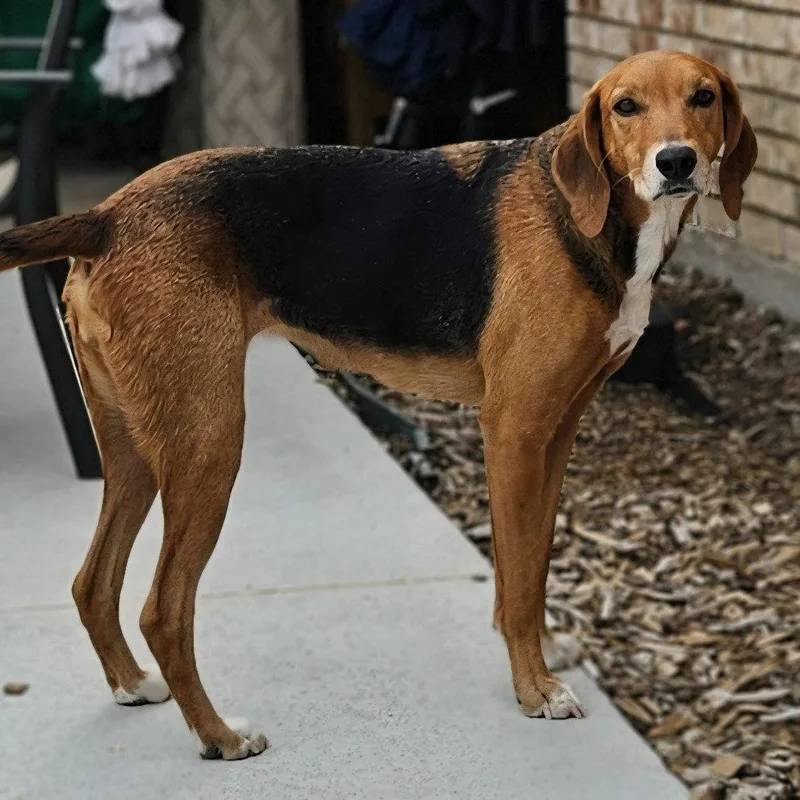 Ladybird Iii thumbnail 3