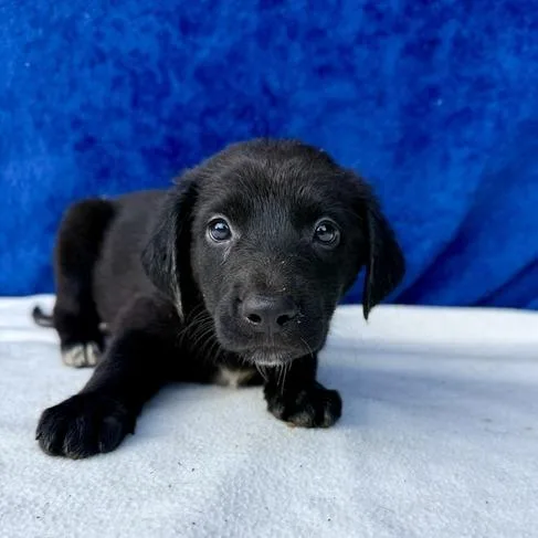 A baby small-sized female Black Labrador Retriever dog named Saffron for adoption in Carencro, LA