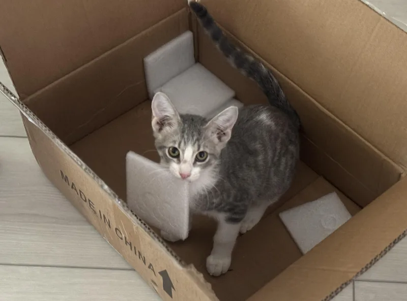 A baby small-sized male Gray & White Domestic Short Hair cat named Theodore for adoption in Youngtown, AZ