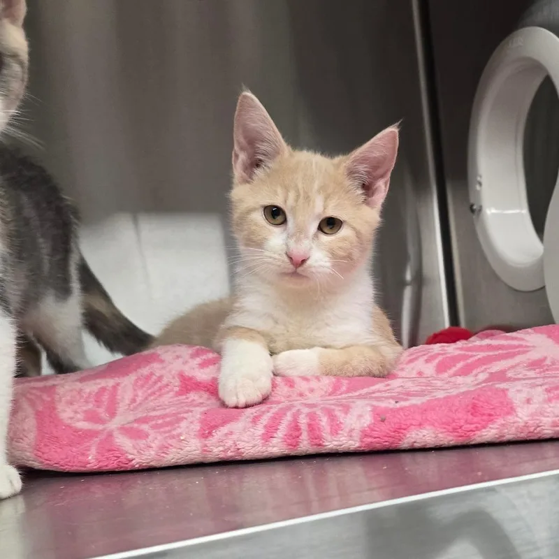A baby small-sized male Buff / Tan / Fawn Domestic Short Hair cat named Ron for adoption in Spokane, WA