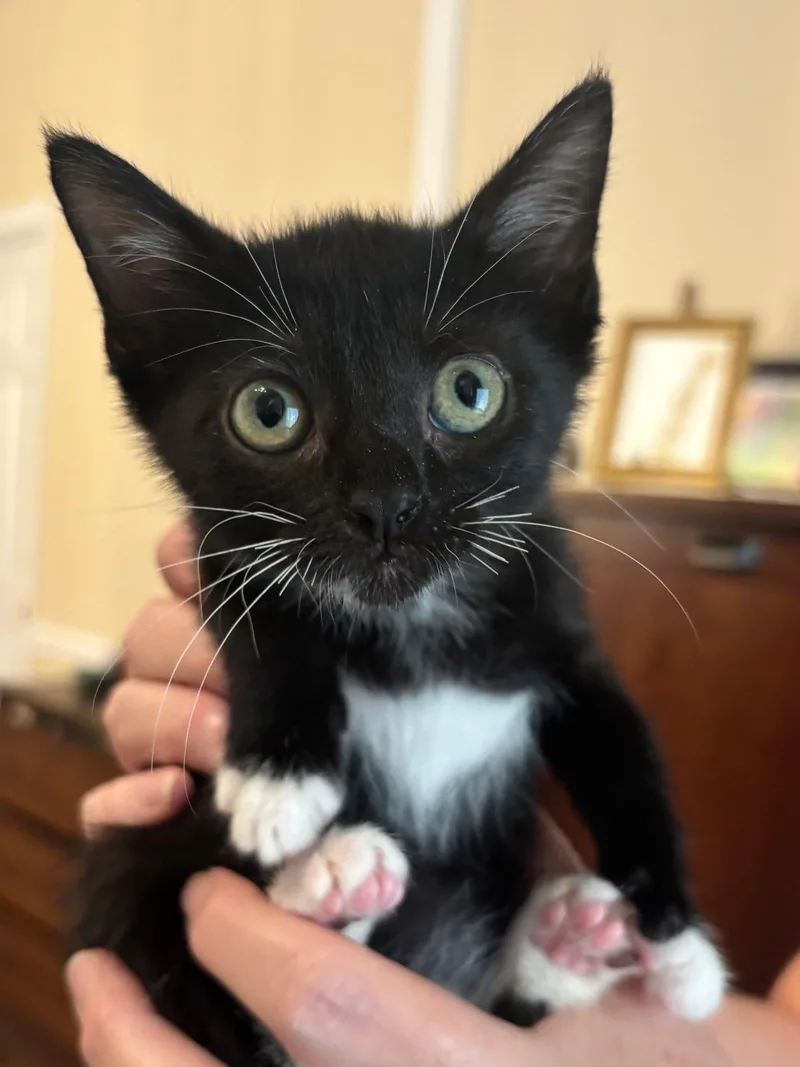 A baby medium-sized female Black & White / Tuxedo Domestic Short Hair cat named Stacey for adoption in Hilton Head Island, SC