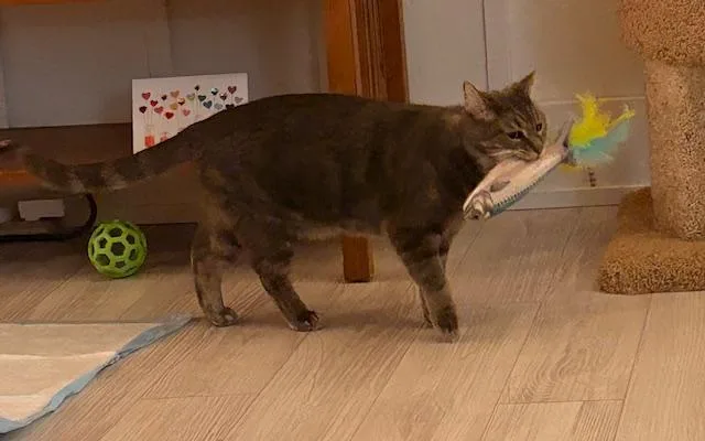 Taz  Plays Fetch! thumbnail 4