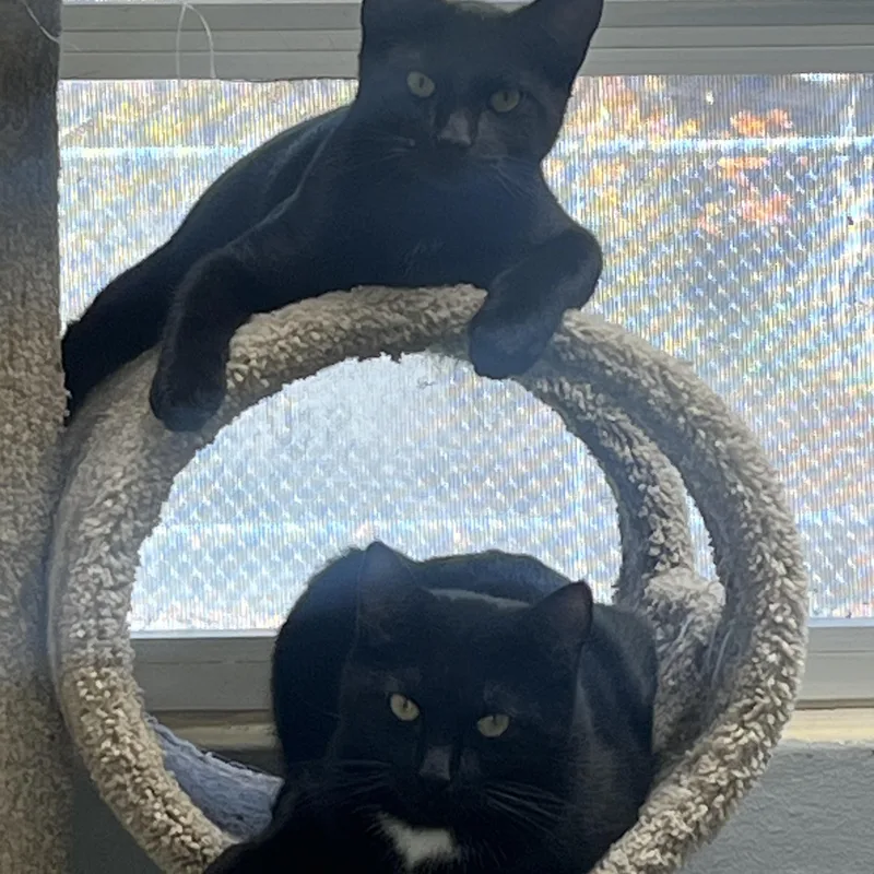 An adult medium-sized male Black Domestic Short Hair cat named Zoe & Zero for adoption in Mendham, NJ