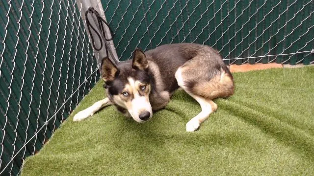 A young medium-sized male Husky dog named Balto for adoption in Downey, CA
