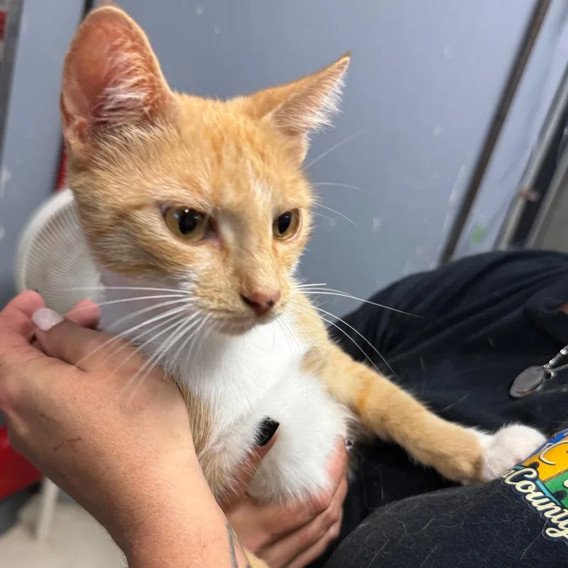 A young medium-sized female Buff / Tan / Fawn Domestic Short Hair cat named Loretta for adoption in Lake Jackson, TX